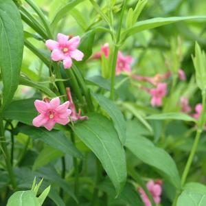 build 11 unique pr10 on da100 sites SEO backlinks ser...