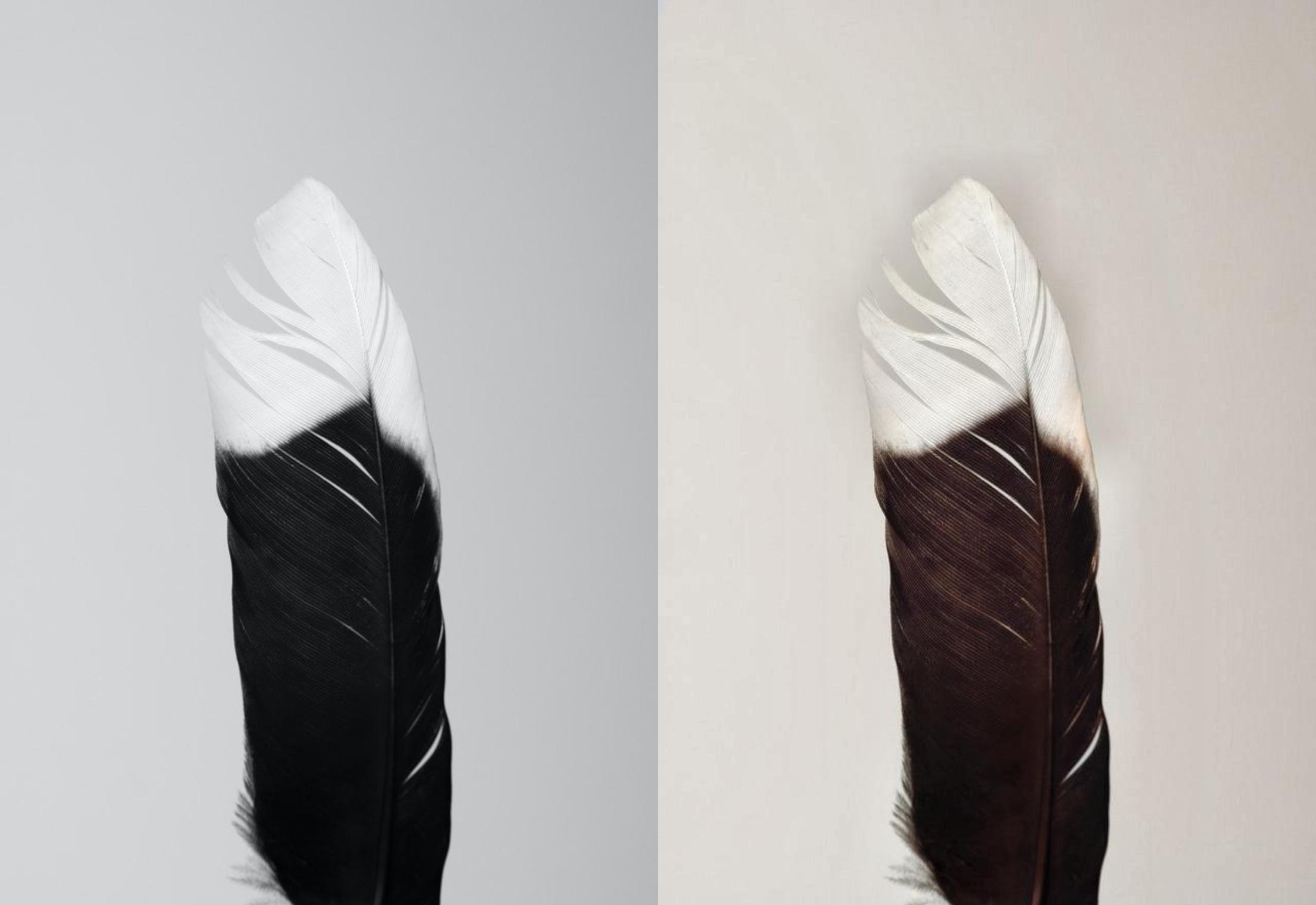 Colourise your images in better way Don't waste your ...