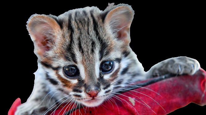 I will remove any image background