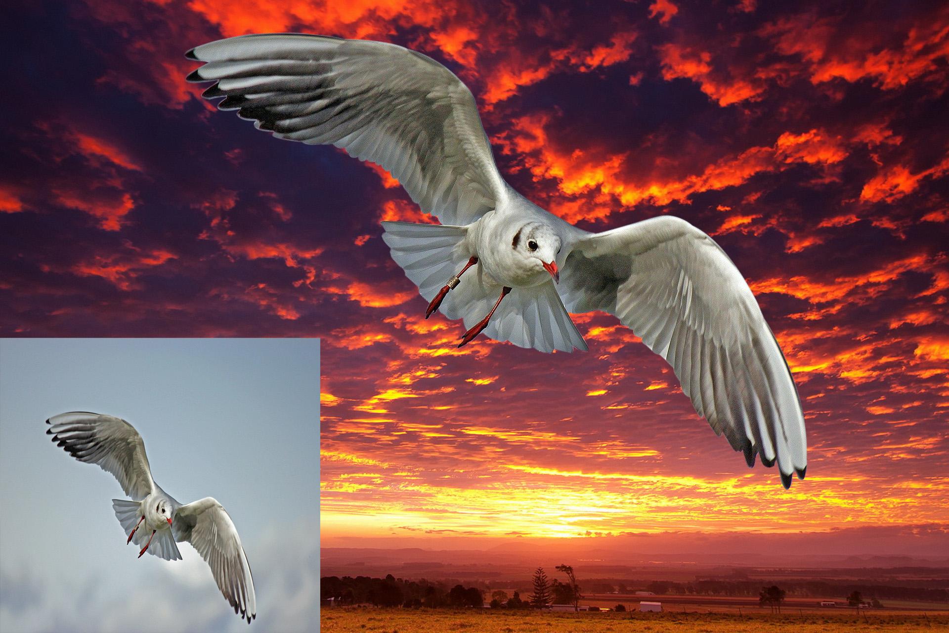 I will do professional background remove