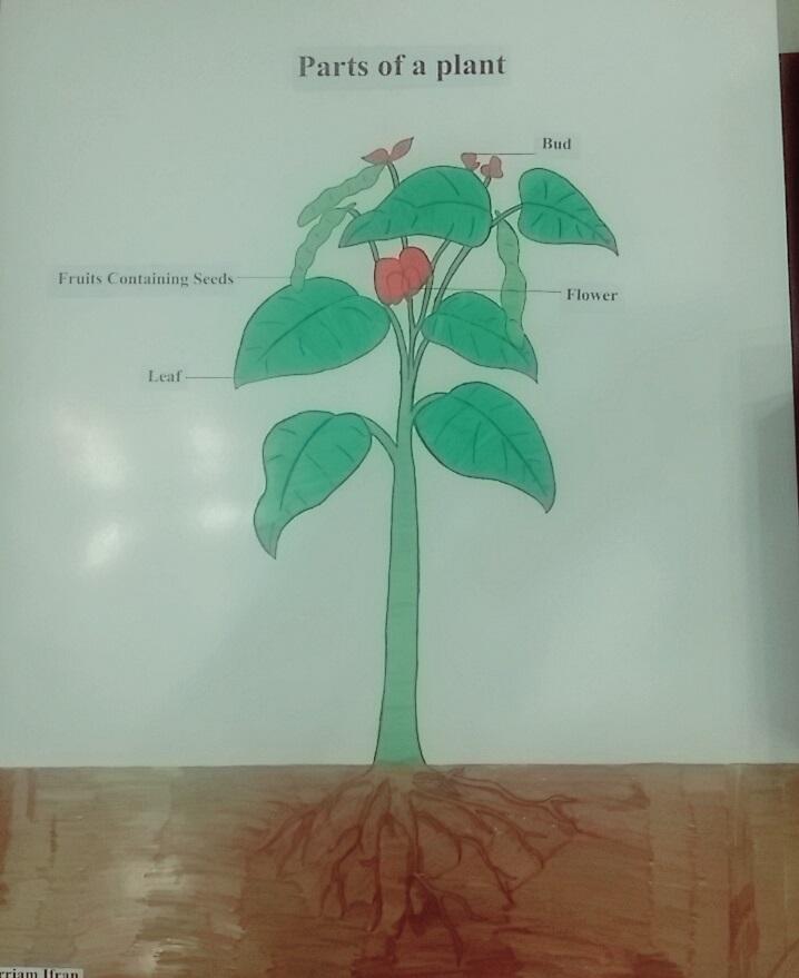 Drawings and Sketches, for student's projects and sc...