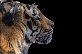 I can remove background from any Image and I am profe...