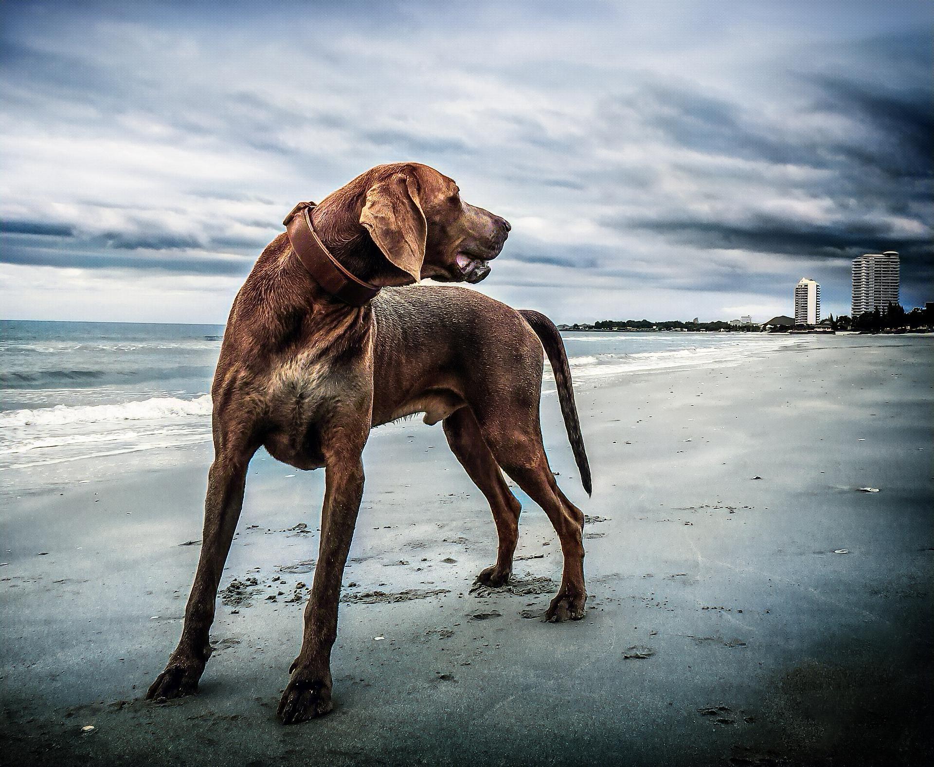 professional black and white colourizing with escelen...