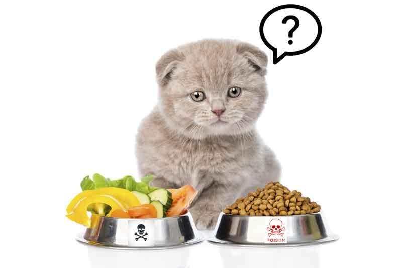 8 Human Food you should not feed your cat article +10...
