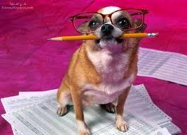 10 Easy Ways to Mentally Stimulate Your Dog. An artic...