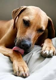 I will provide unique article about the Reason Dogs L...