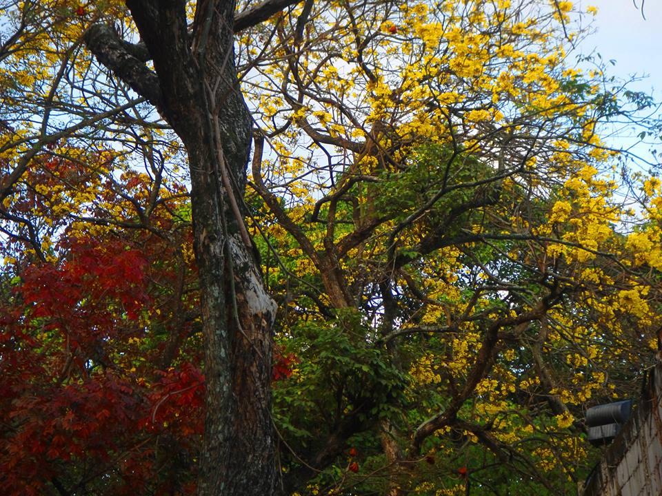 I'll Translate your documents in Spanish/English