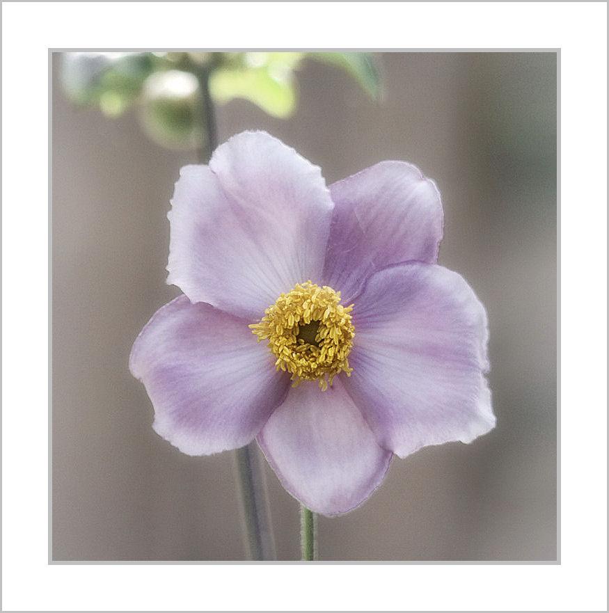 Quality Pencil Work Drawings/Sketches for your Art Pr...