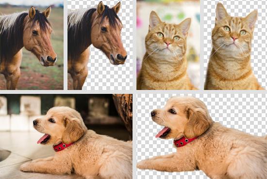 Remove Background or Change From Your Images In 24 Ho...