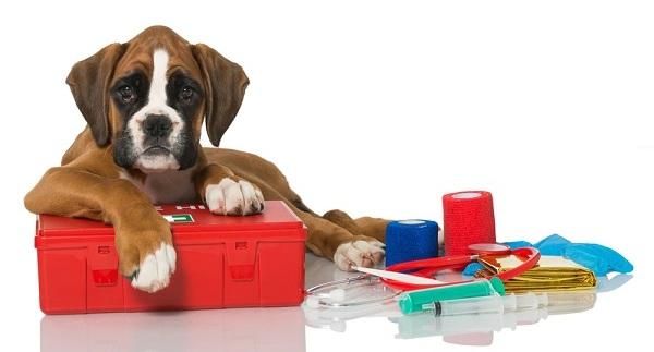 6 Perfect Gift Options for A True Dog Lover