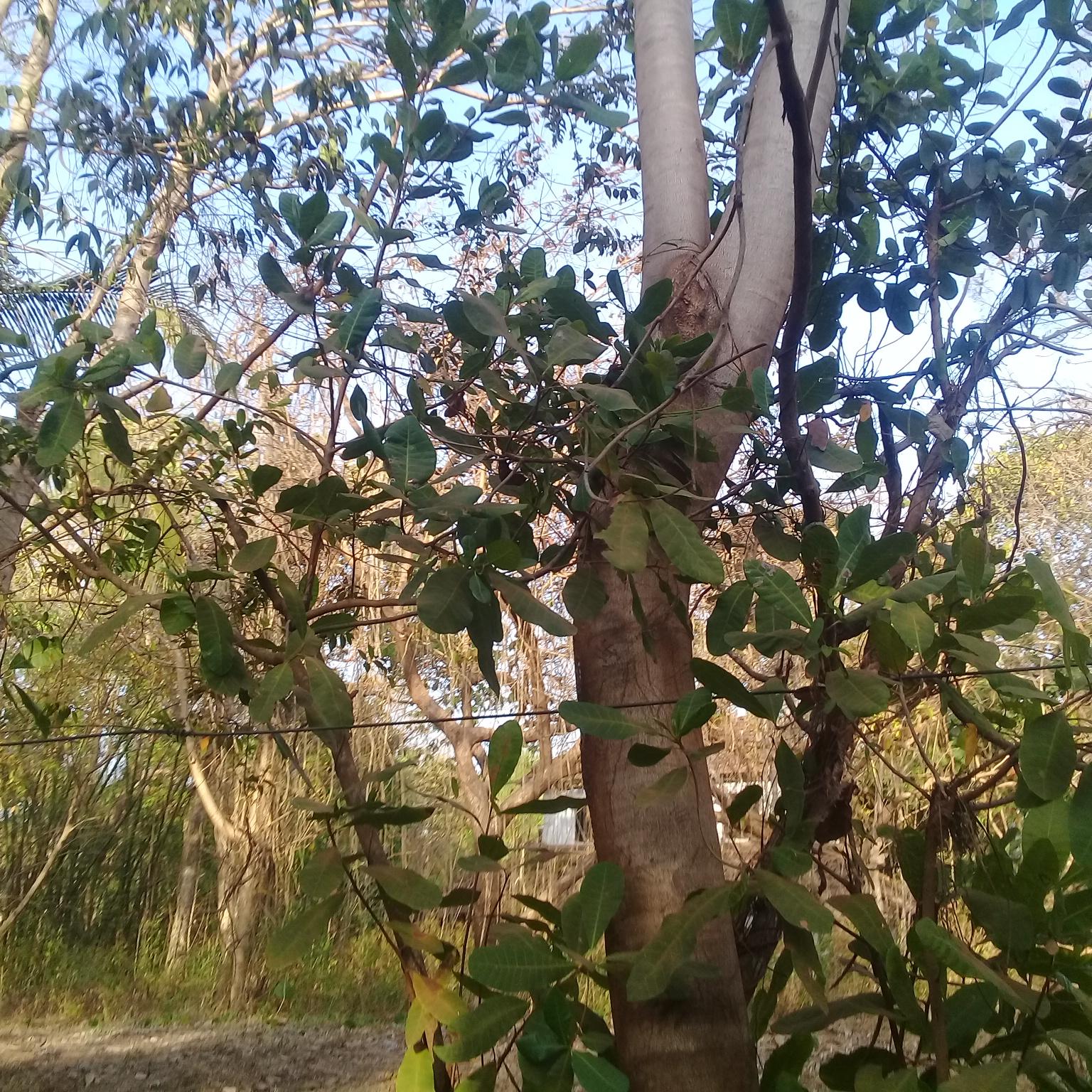 Directories creator 1000 in 1hour