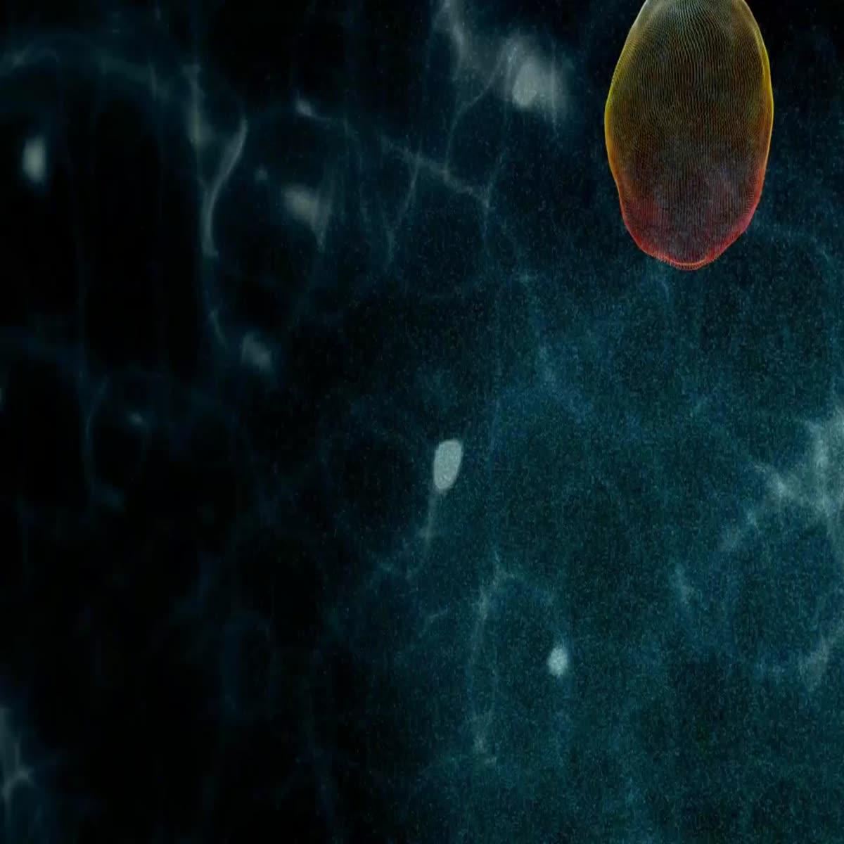 I will Create a 30 Second Promotional Video Ad for your Business