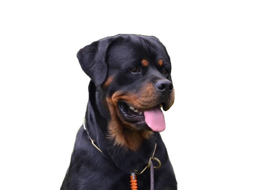 do 3 animal tribal tattoo mockup design for you