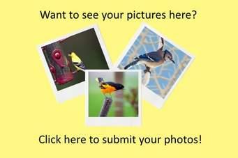 Guaranteed Image Submission to High PR Sites with High Quality Backlinks