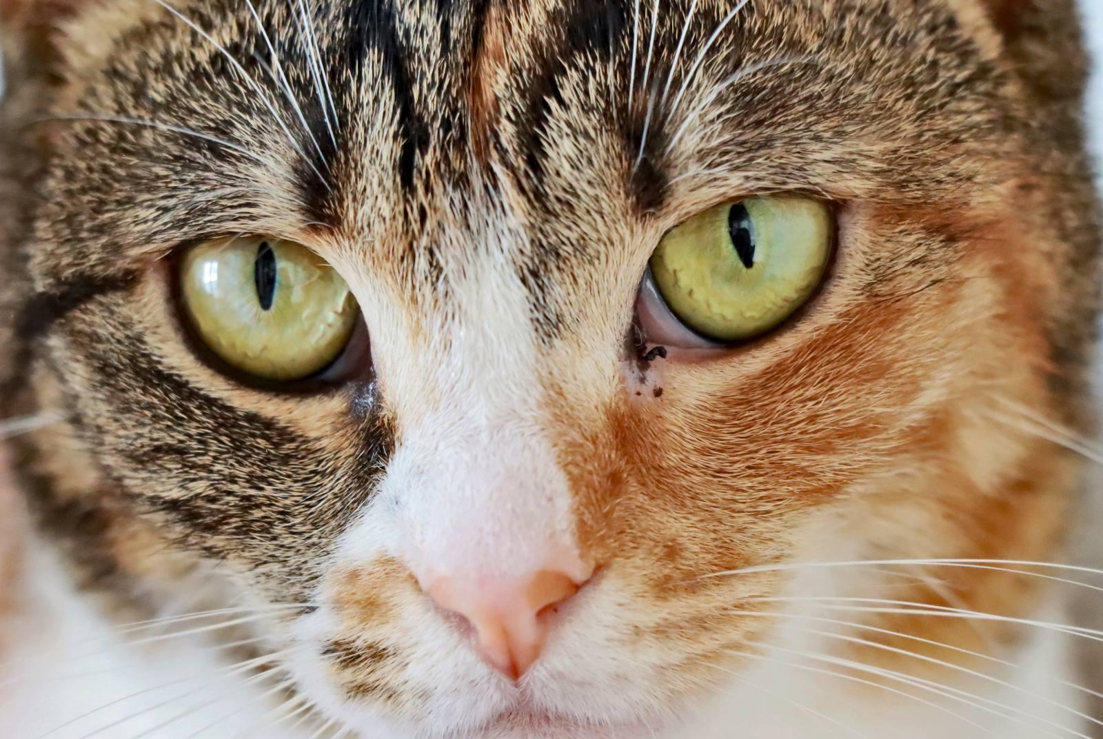 Provide 20000+ web traffic for adult content