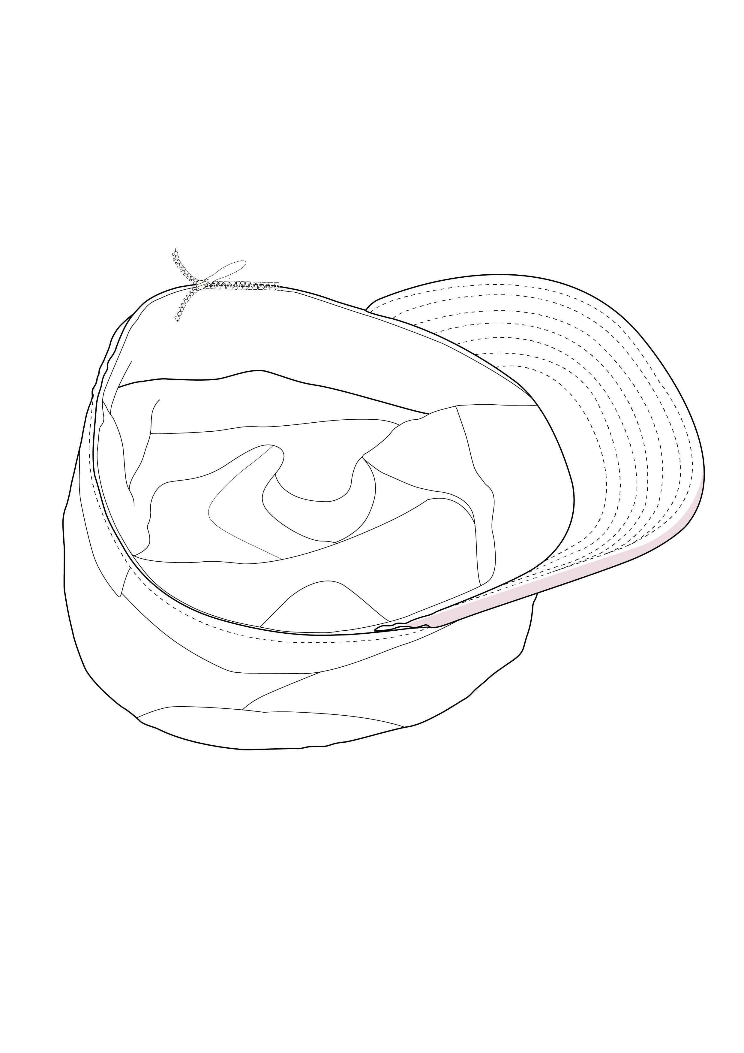 I will create super stunning line art illustration