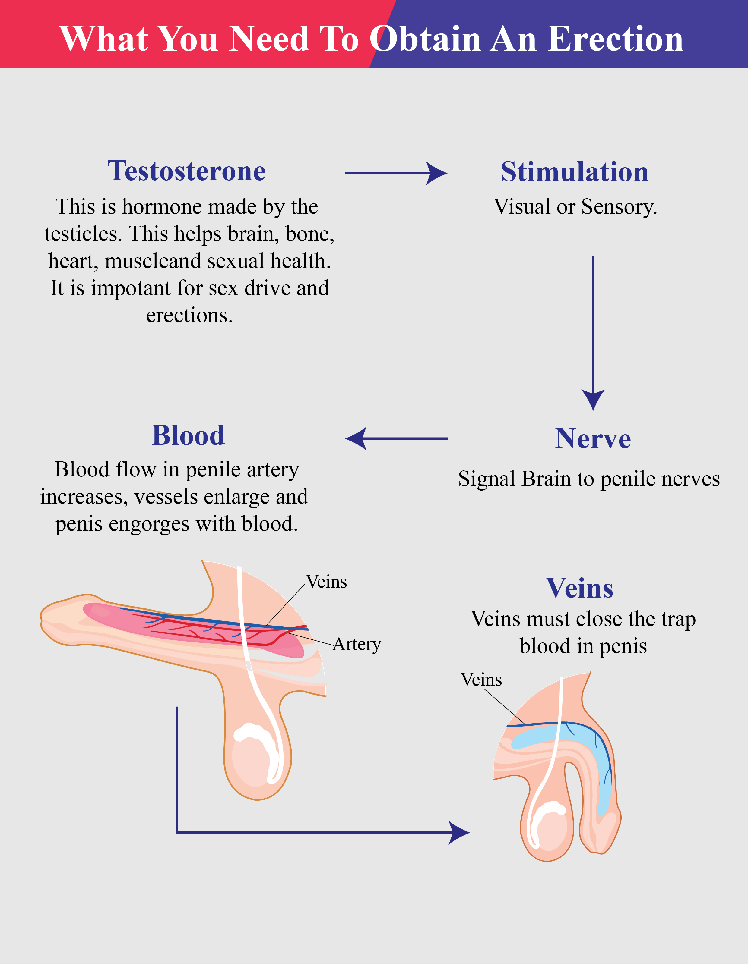 I will design superb medical,scientific illustration,infographic