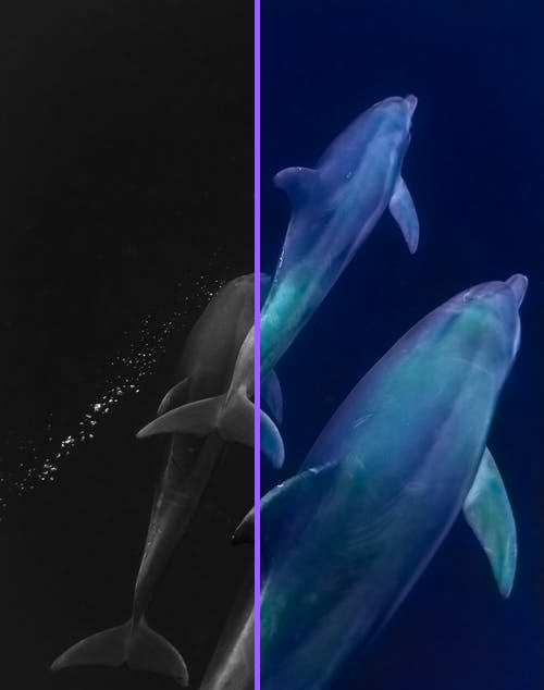 i will Colorize Your Black and White Images