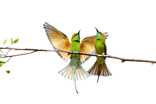 I will do 100 background removal images in 24 hours