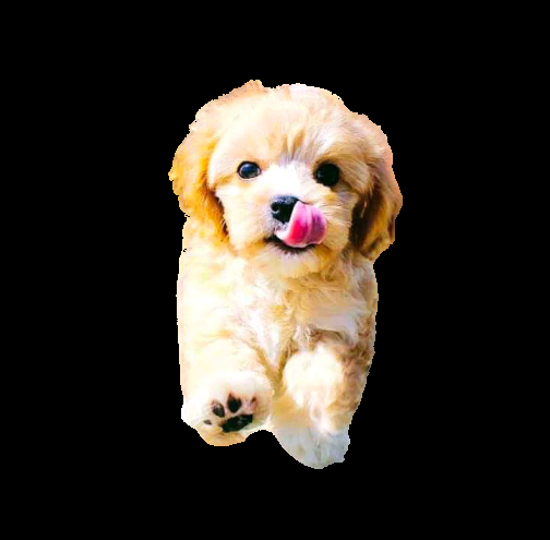 I will Black Ground remove and colourise white and black and photo editing 10 image