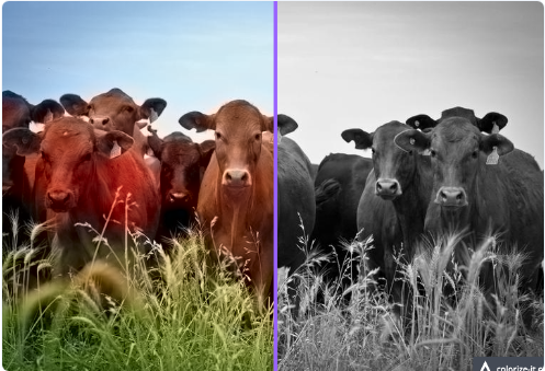 I will photo background removal and black and white photo colorized