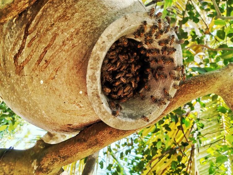 50 high-quality nature Digital photos 