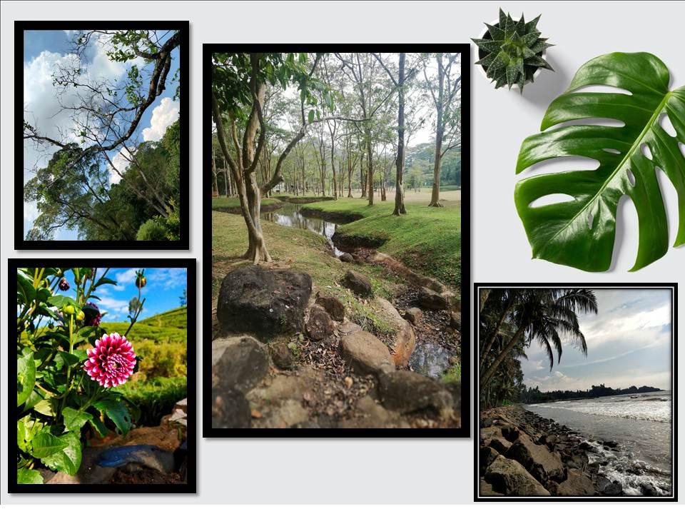 50 high-quality nature Digital photos 