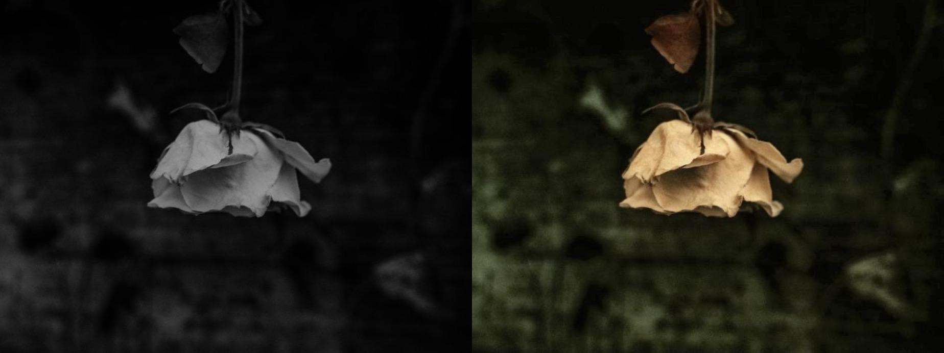 I will colorize your black and white photo within 8 hours