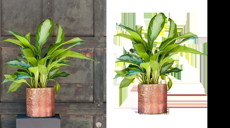 I will do professional photo background removal