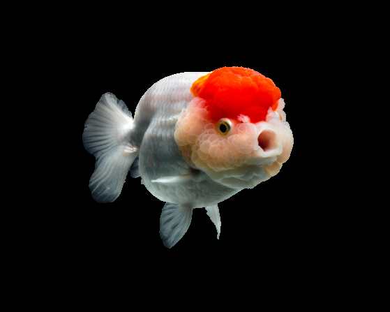 I will remove image background for 10 images 