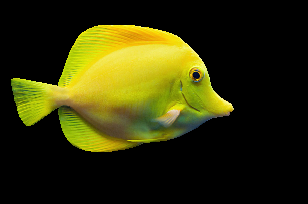 I will remove image background for 10 images 