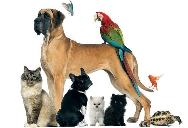 Write 500+ words SEO blogs and articles about dogs, cats and all pets