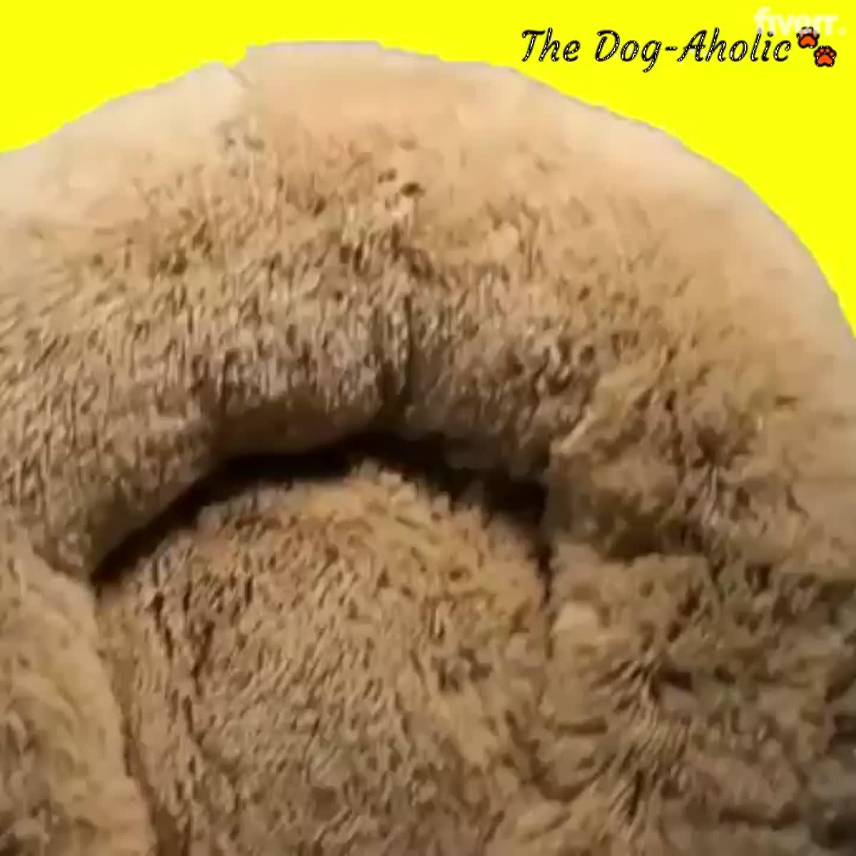 I will create viral shopify and facebook dropshipping video ad