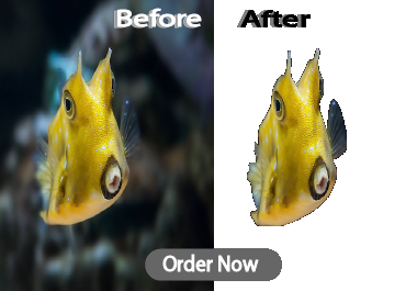 I will professionally remove from 10 background image