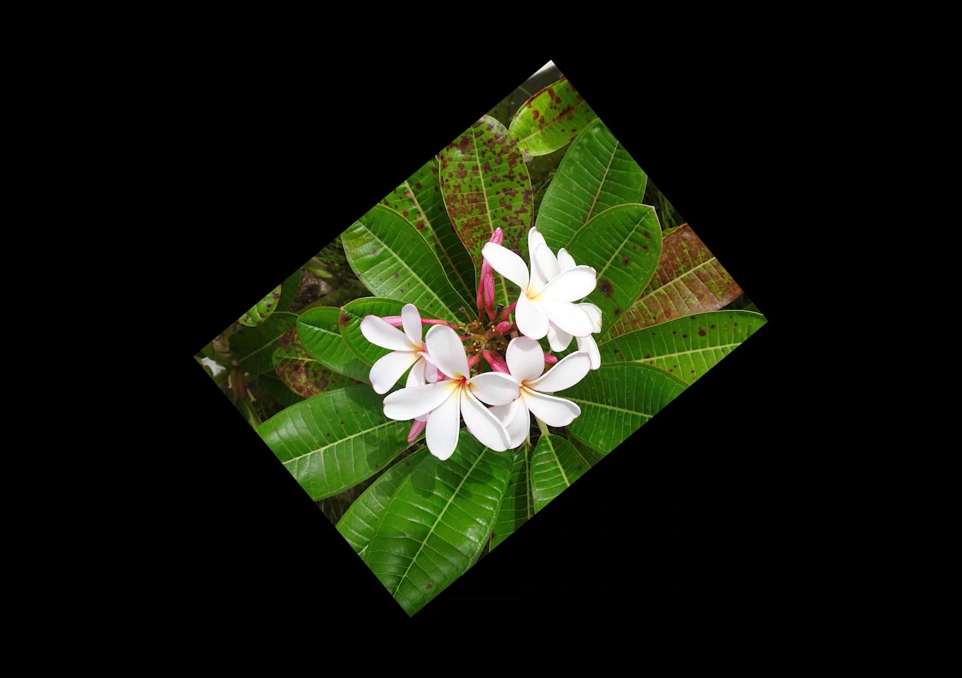 I will do slideshow, intro, outro, logo animation, ads, vlogs