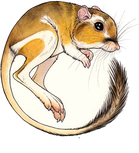  I will do best logo design 2020 in 12 hours