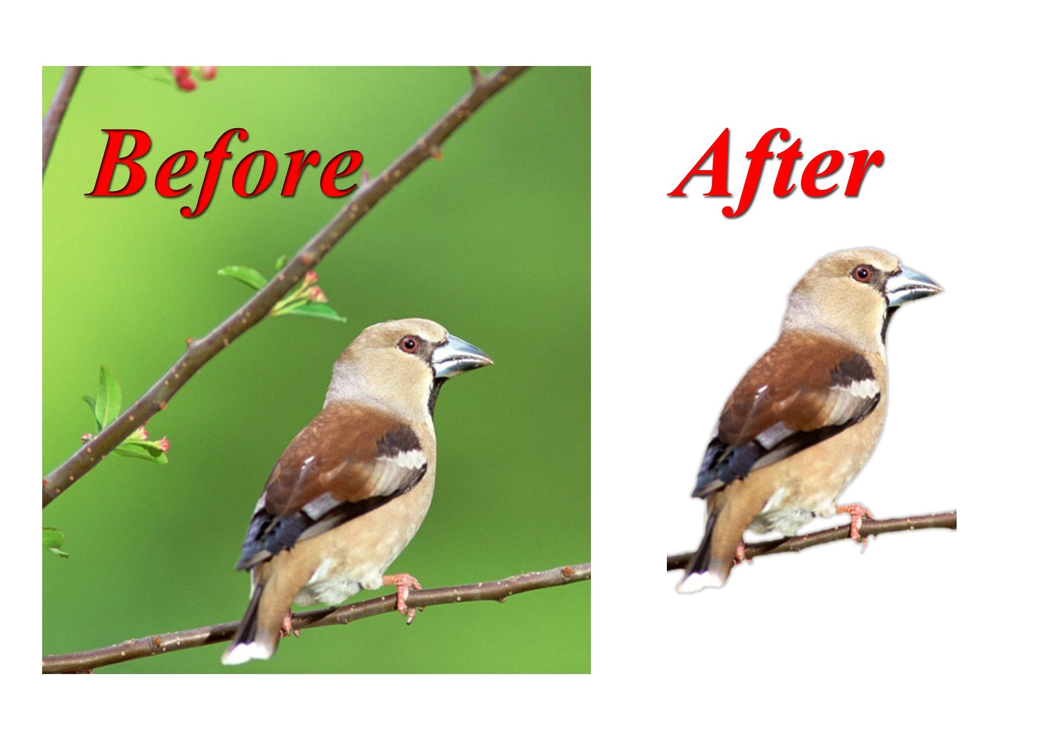 Remove 100+ image background professionally