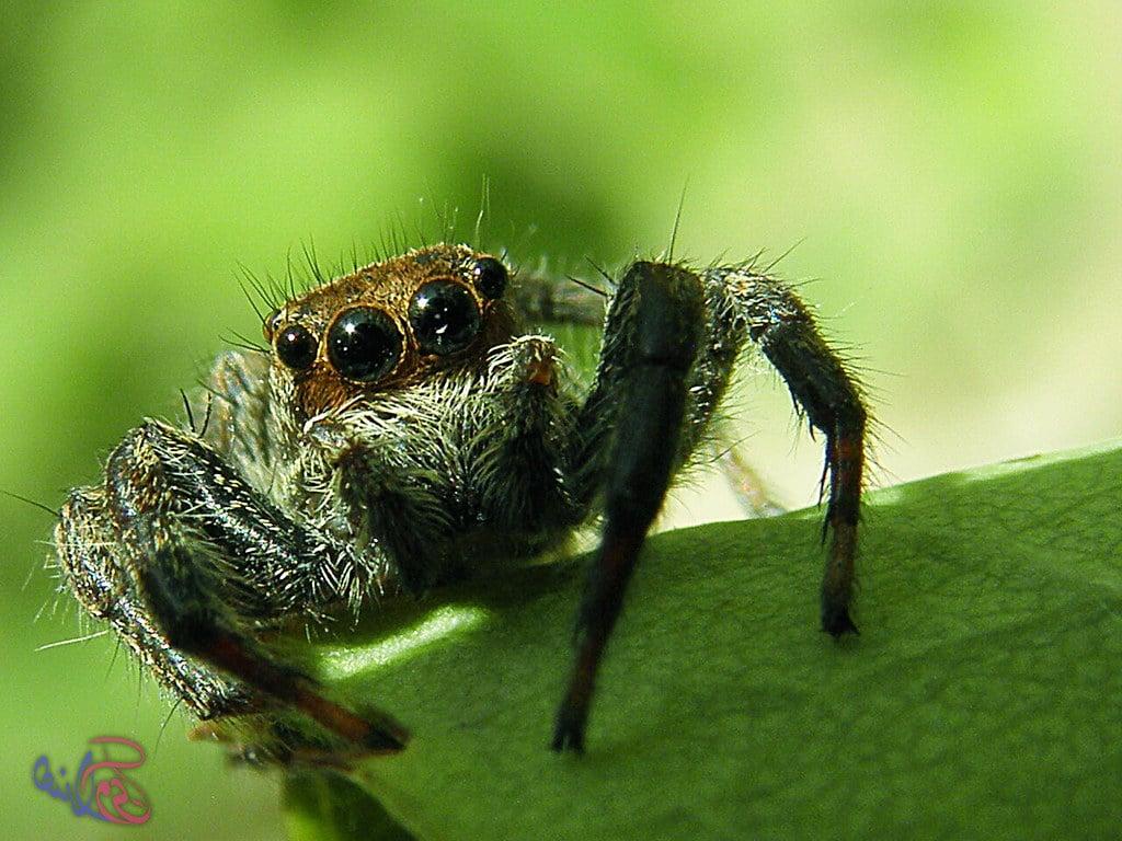 Professional writing exclusive Insects Arthropods Arachnids articles