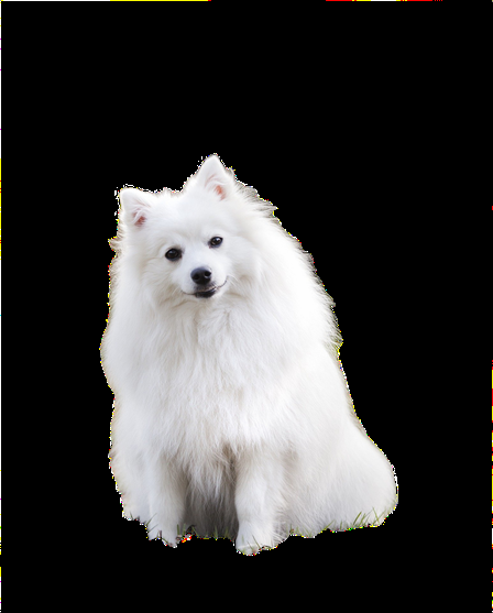 I will remove the background of your picture