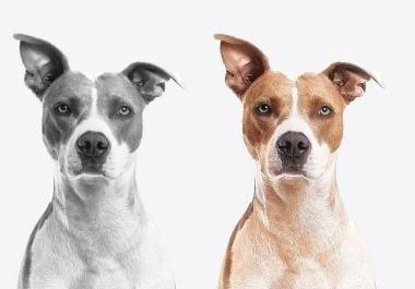 I will colorize your black and white pictures professionally and get new look