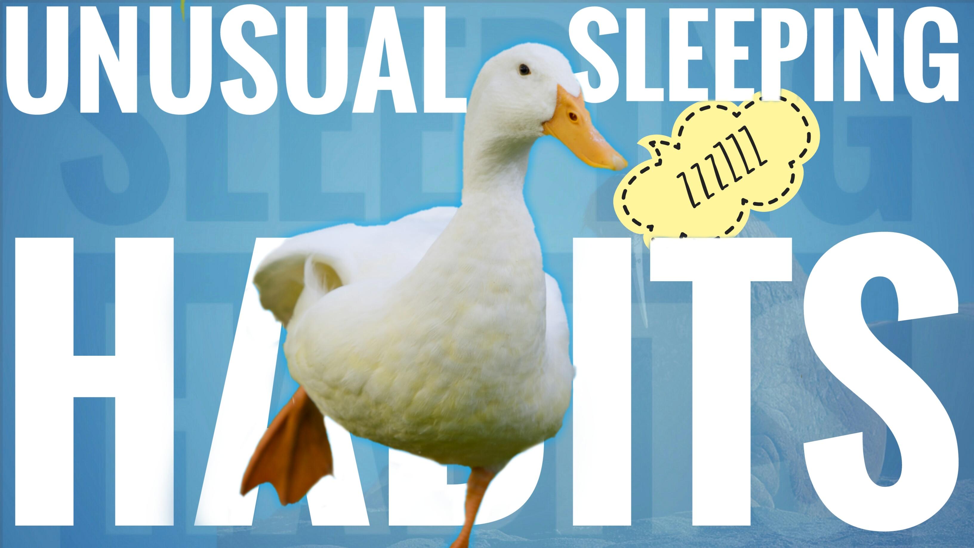 Creates a unique, beautiful, non-traditional youtube thumbnail.