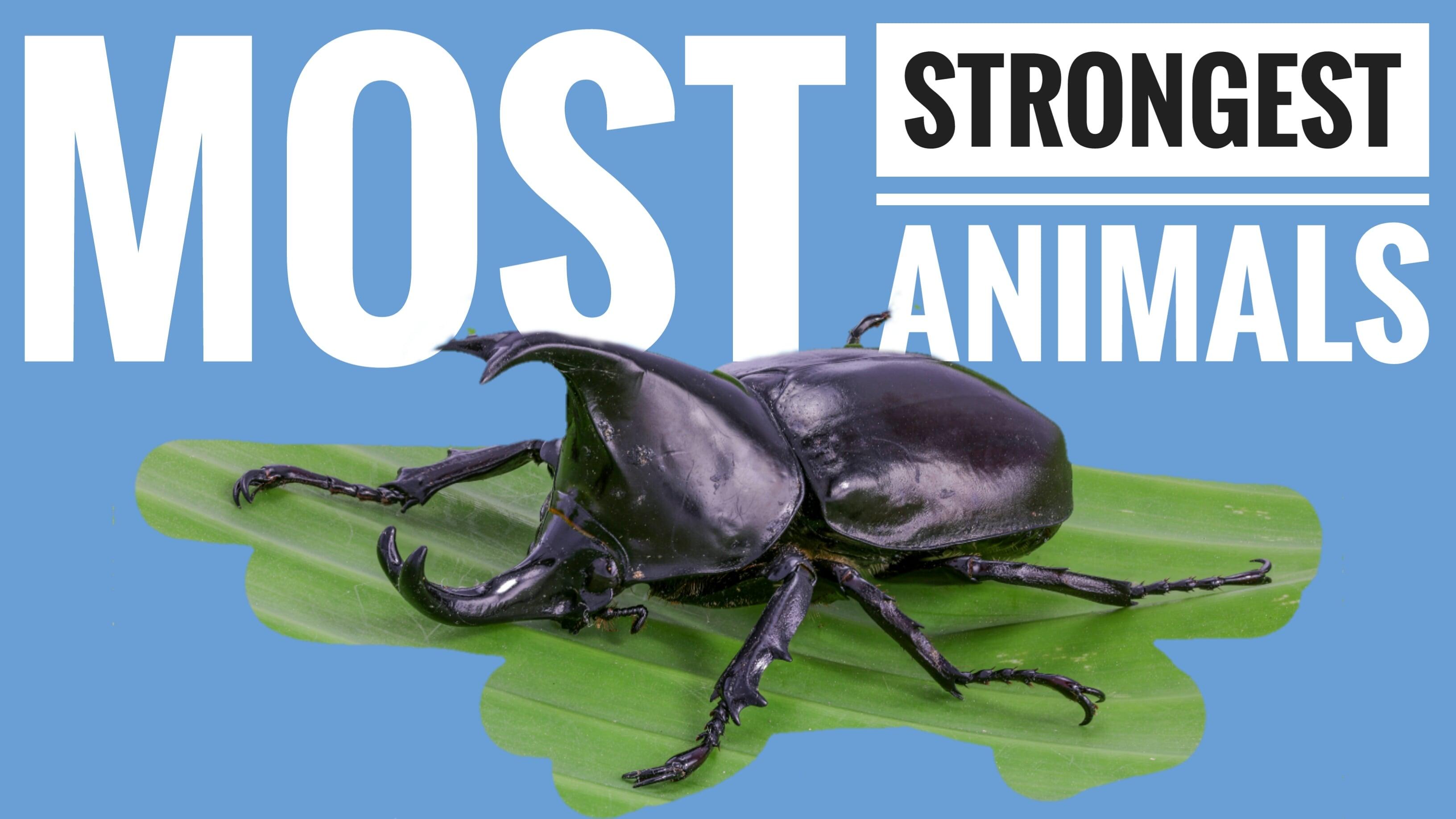 Creates a unique, beautiful, non-traditional youtube thumbnail.