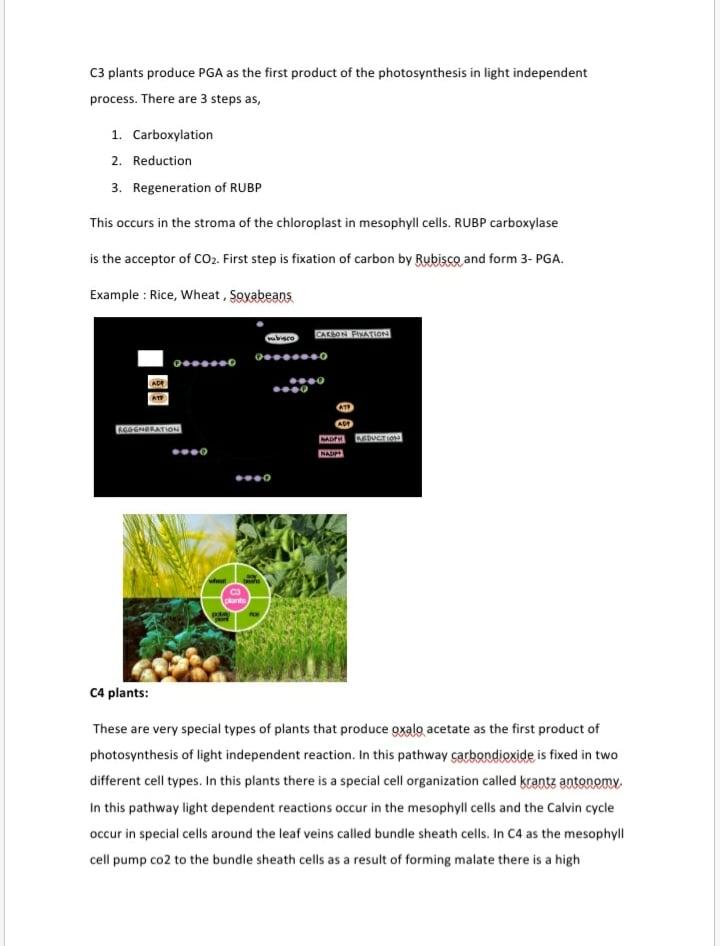 Create your amazing microsoft word document 