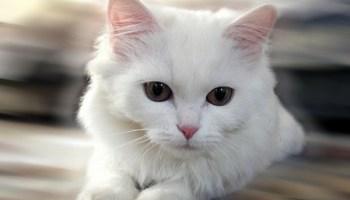 An exclusive 600-word article on the importance of caring for cats