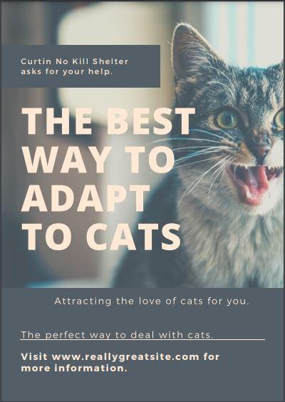 An exclusive 600-word article on the importance of caring for cats