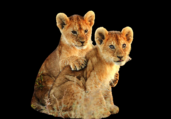 I will remove background from 15 Images just in 10$