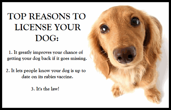 100% exclusive article 500+ words to learn a simple way to prevent your dog from begging for food