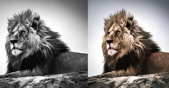 I will colorize&restore black and white photo