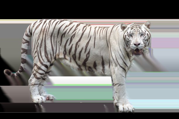 Remove the background from (15 photos) for you professionally