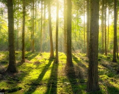 Informational tree video with website 